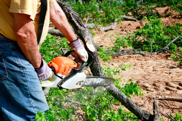 Best Residential Tree Removal  in Mount Hermon, VA